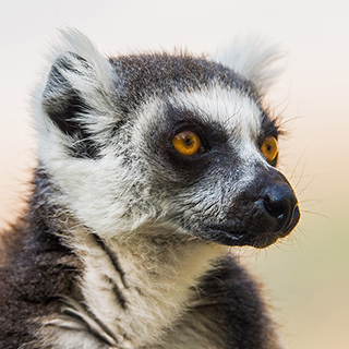 Anja - Close-up ring-tailed lemur